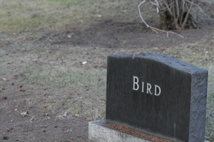 Bird Burial